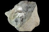 Sphenodiscus Ammonite On Rock - South Dakota #98645-2